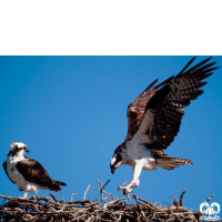 گونه عقاب ماهیگیر Osprey